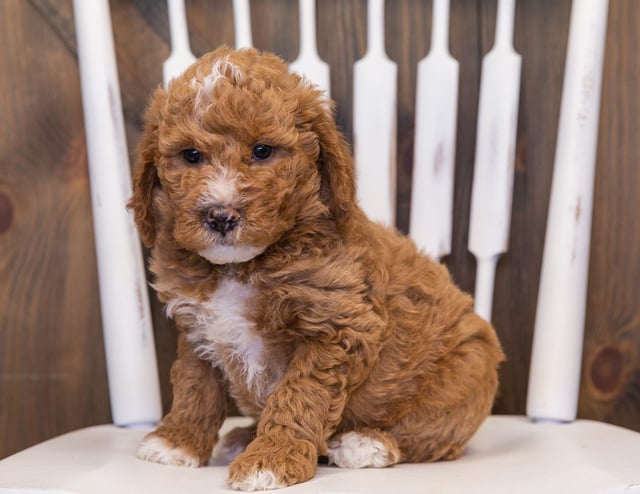 Vanilla is an F1B Goldendoodle that should have  and is currently living in Nebraska