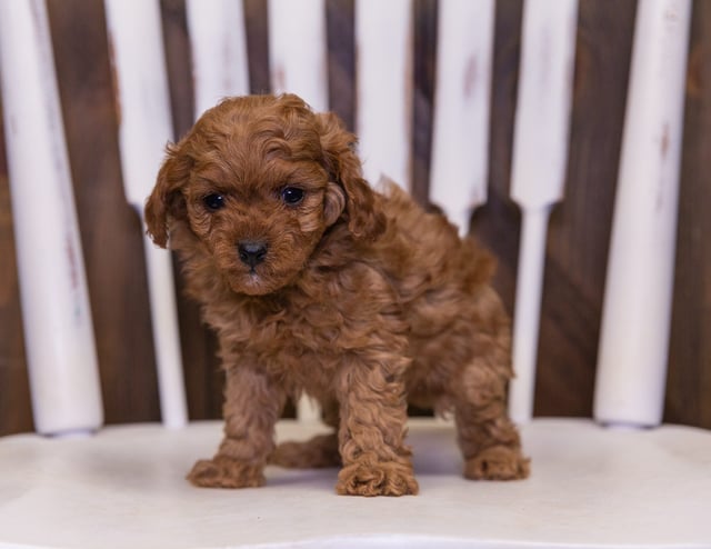 Queena is an F1B Cavapoo that should have  and is currently living in Virginia