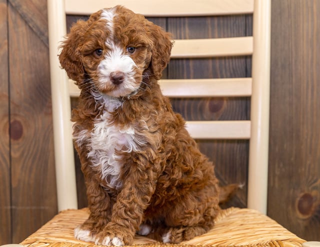 A picture of a Jackie, one of our Mini Australian Goldendoodles puppies that went to their home in Minnesota