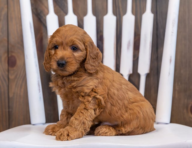 Daisy came from Berkeley and Teddy's litter of F2B Goldendoodles