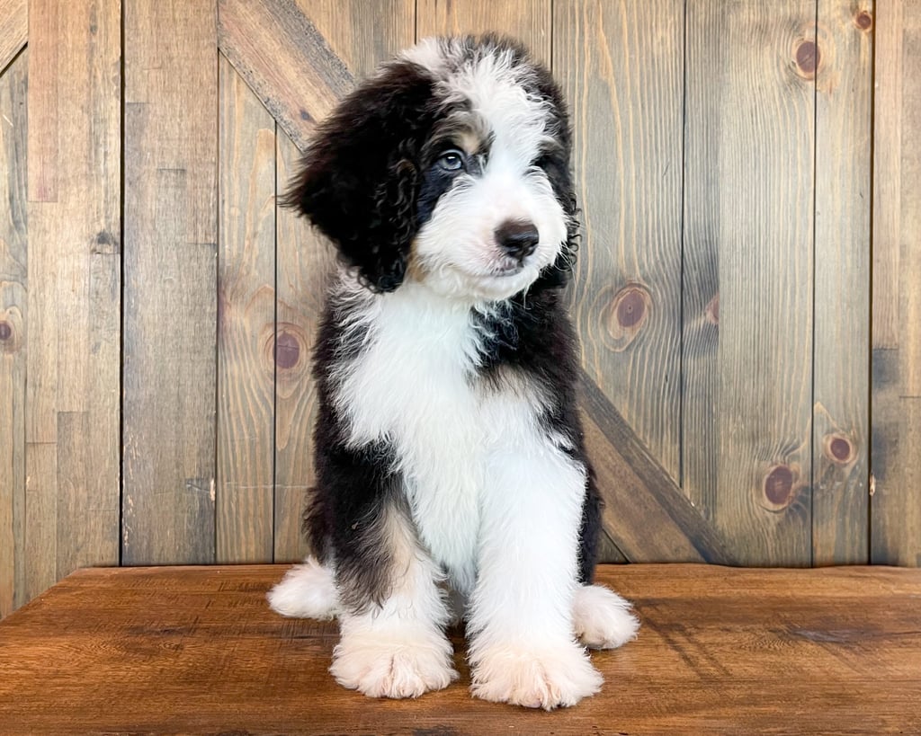 A picture of a Xando, one of our Standard Bernedoodles for sale
