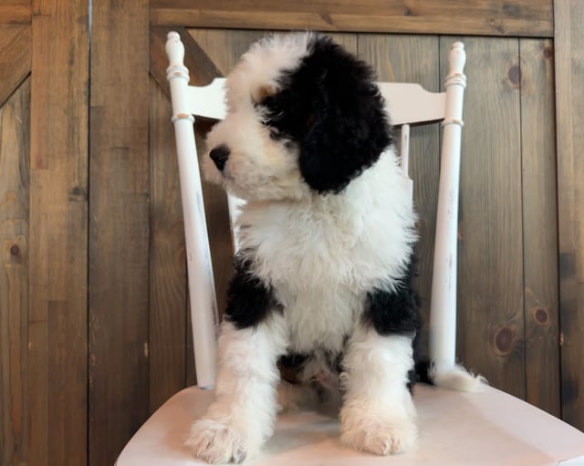 John came from Della and Sawyer's litter of F1 Bernedoodles