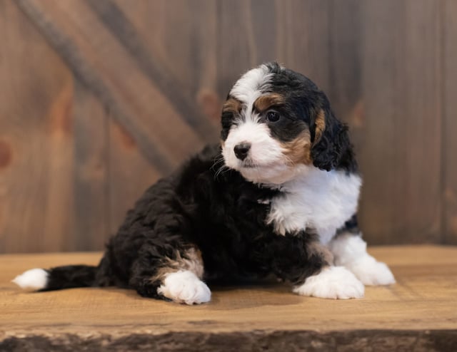 Sophie came from Sophie and Stanley's litter of F1 Bernedoodles