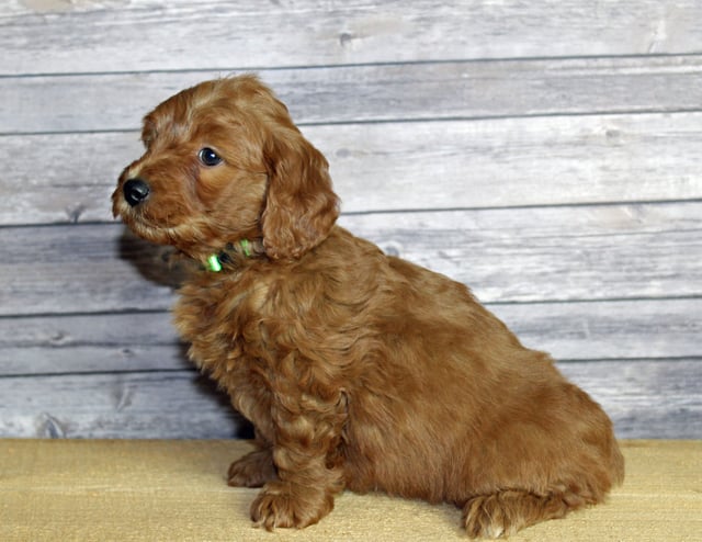 Uncle is an F1B Goldendoodle that should have  and is currently living in Texas