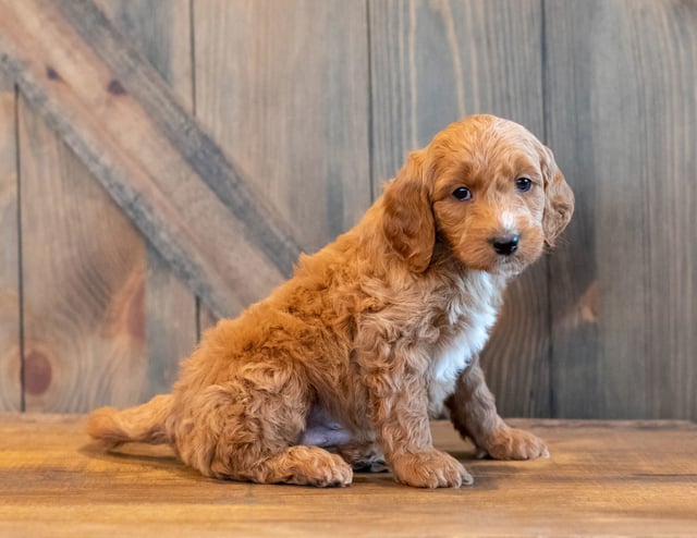 Honey is an F1B Goldendoodle that should have  and is currently living in Nebraska
