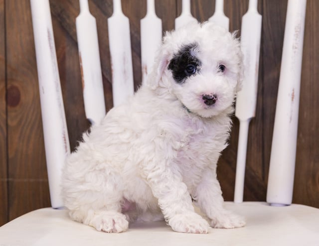 A picture of a Cruz, one of our Petite Sheepadoodles puppies that went to their home in Illinois