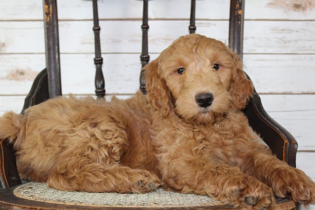 A picture of a Murphy, one of our Mini Irish Goldendoodles puppies that went to their home in New York