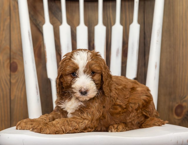 Fred is an F1B Goldendoodle that should have  and is currently living in New Jersey