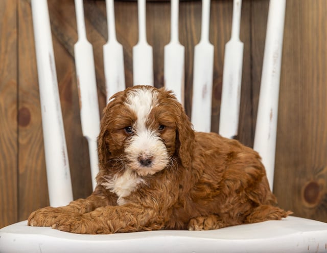 Fred is an F1B Goldendoodle that should have  and is currently living in New Jersey