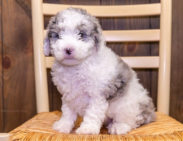 Flynn came from Harlee and Leo's litter of F1B Sheepadoodles