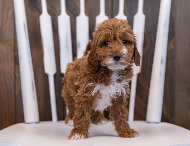 Valentine came from Ginger and Milo's litter of F1 Irish Doodles