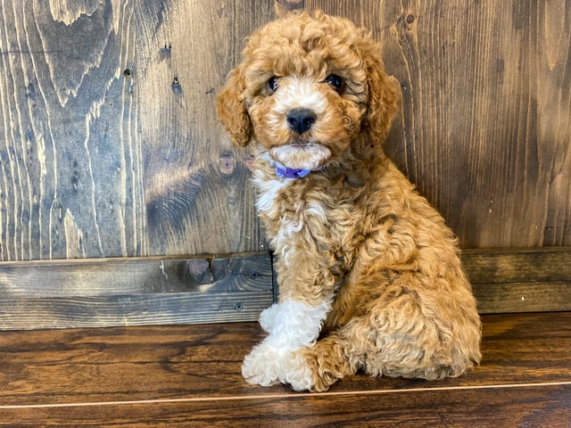 Penelope is an F1BB Goldendoodle that should have  and is currently living in Iowa
