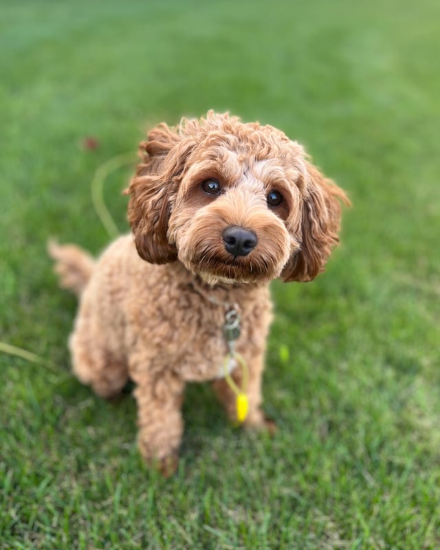 A picture of one of our Cavapoo mother's, Annie Mae.