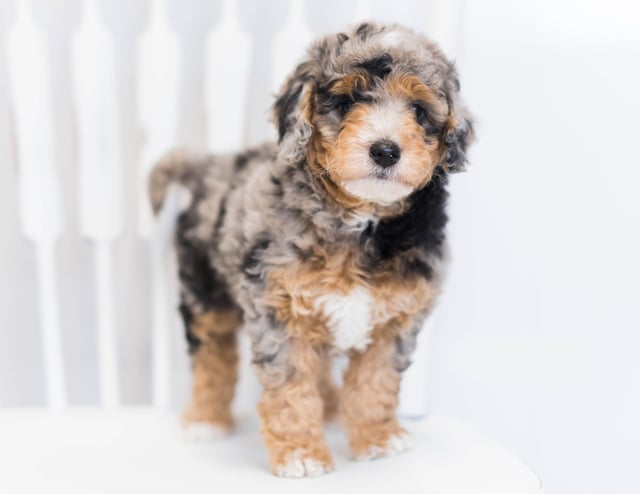 A picture of a JoJo, one of our Petite Bernedoodles puppies that went to their home in Florida