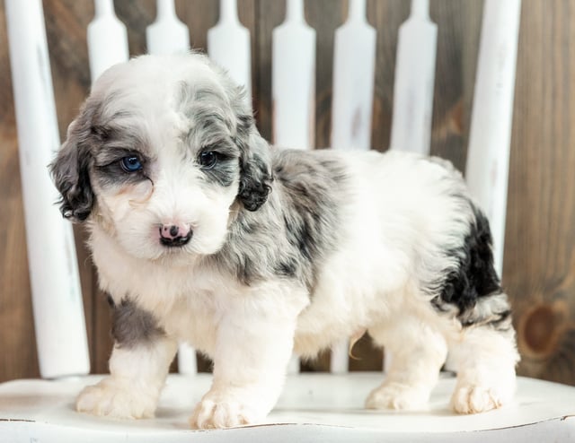 Lucca came from Harper and Grimm's litter of F1B Sheepadoodles