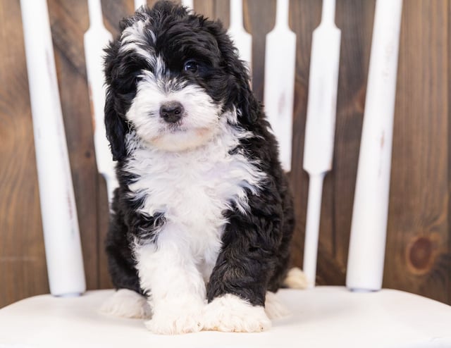 Bernedoodles bred in in Iowa by Poodles 2 Doodles