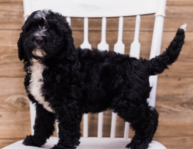 Skip is an F1 Bernedoodle that should have  and is currently living in California
