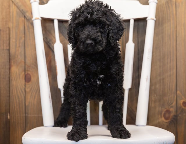 Ozzy came from Maci and Merlin's litter of F1B Goldendoodles