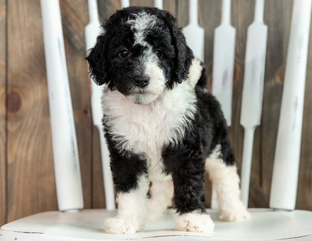 Another pic of our recent Sheepadoodle litter