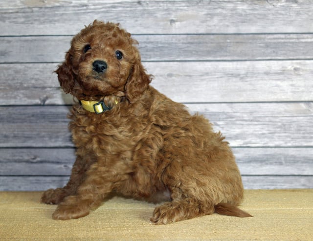 Uma is an F1B Goldendoodle that should have  and is currently living in California
