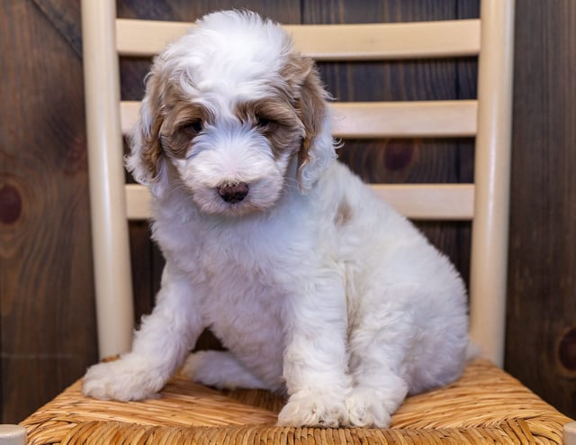 Waylon is an F1BB Goldendoodle that should have  and is currently living in Nebraska