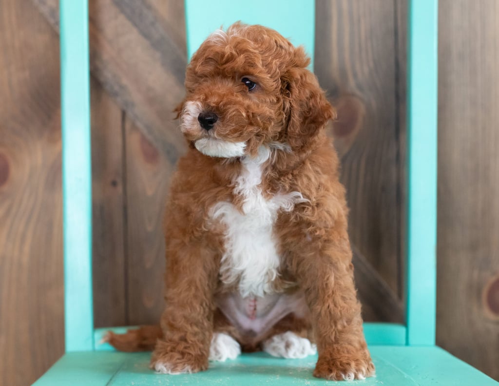 Wink is an F1BB Goldendoodle that should have  and is currently living in Maryland
