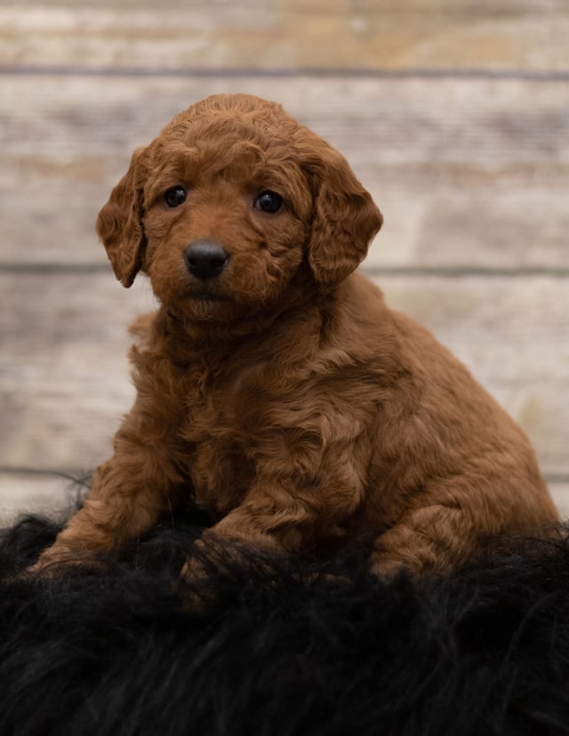 A picture of a Hula, one of our Mini Goldendoodles for sale