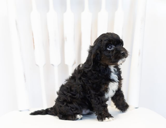 A picture of a Niles, one of our Petite Cavapoos puppies that went to their home in Minnesota 