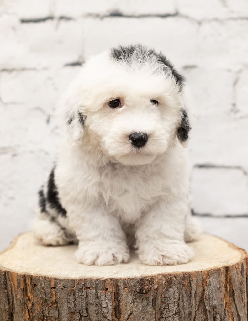 Ruger is an F1 Sheepadoodle.