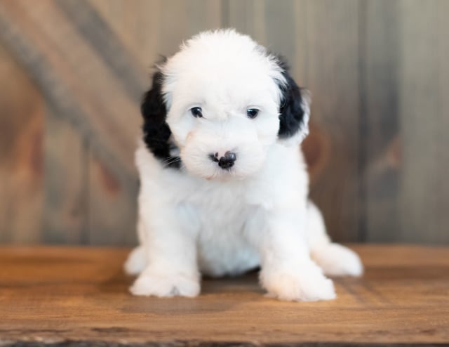 Visa came from Shandy and River's litter of F1 Sheepadoodles