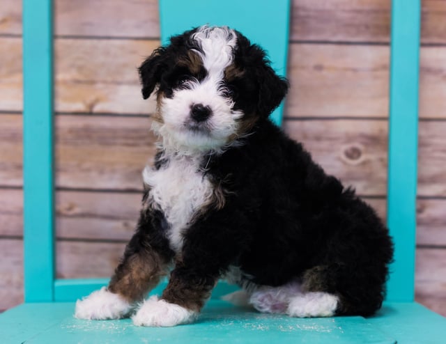 Landon came from Sasha and Stanley's litter of F1 Bernedoodles