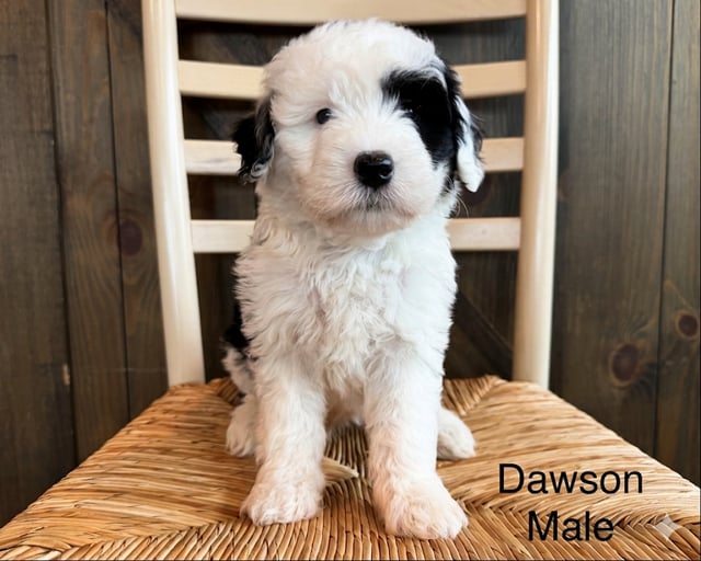 A picture of a Dawson, a gorgeous Mini Sheepadoodles for sale