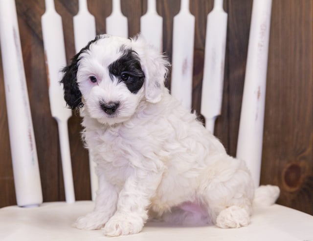 Colt is an F1B Sheepadoodle that should have  and is currently living in Minnesota