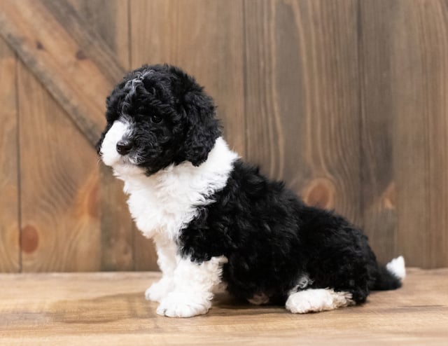 Another pic of our recent Sheepadoodle litter