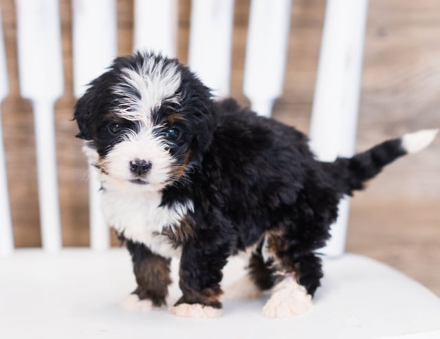 Warso came from Warso and Grimm's litter of F1 Bernedoodles