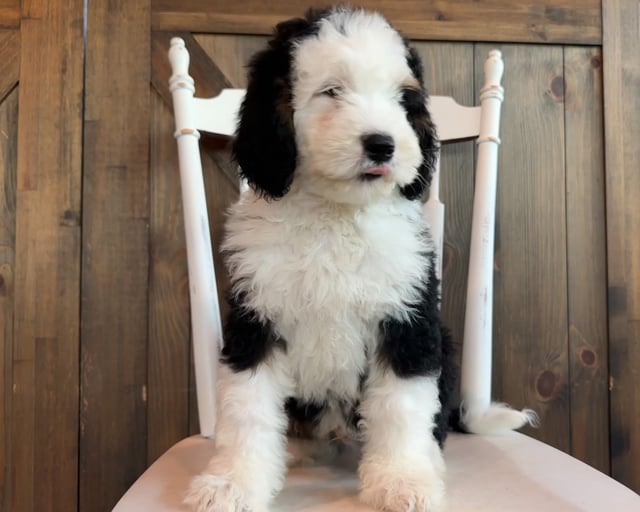 John is an F1 Bernedoodle that should have  and is currently living in New York