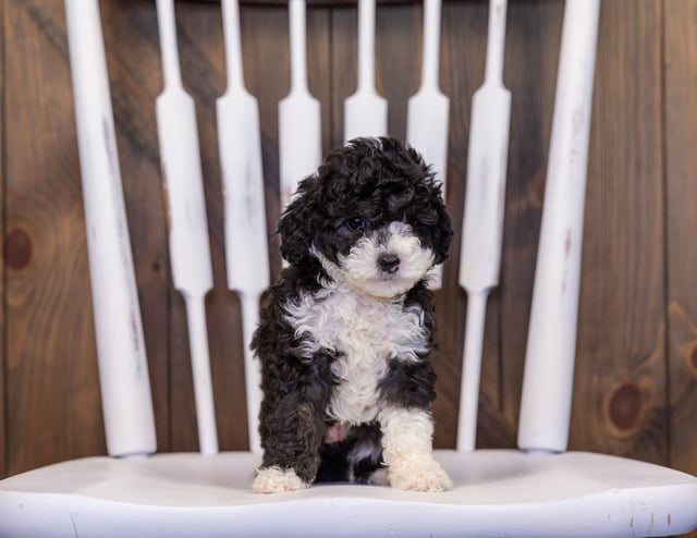 Hazel came from Hazel and Grimm's litter of F1B Sheepadoodles