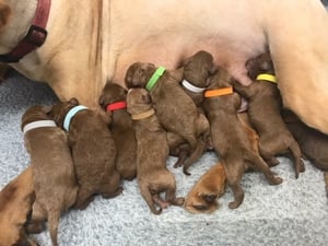 Beautiful F1 Mini Goldendoodle litter we had in April of 2018