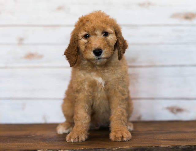 A picture of a Hanson, one of our Mini Goldendoodles puppies that went to their home in Iowa