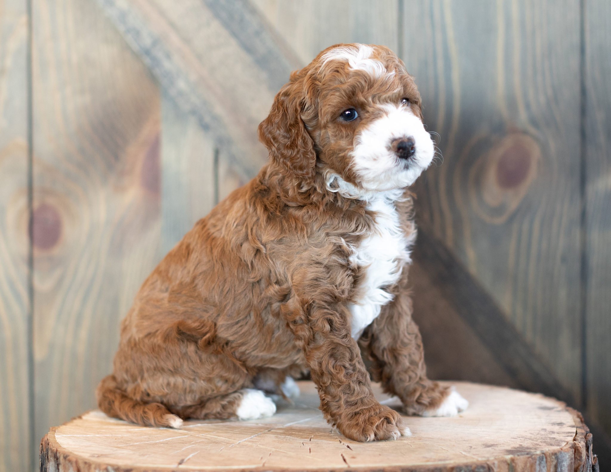 A litter of Mini Goldendoodles raised in Iowa by Poodles 2 Doodles