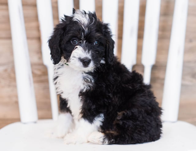 Wally came from Wally and Grimm's litter of F1 Bernedoodles