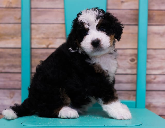 Linus is an F1 Bernedoodle that should have  and is currently living in Nebraska