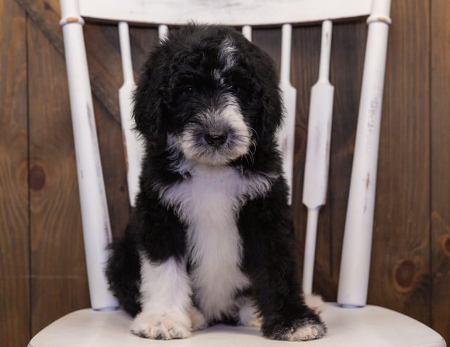 A picture of a Baylin, one of our  Sheepadoodles puppies that went to their home in Florida