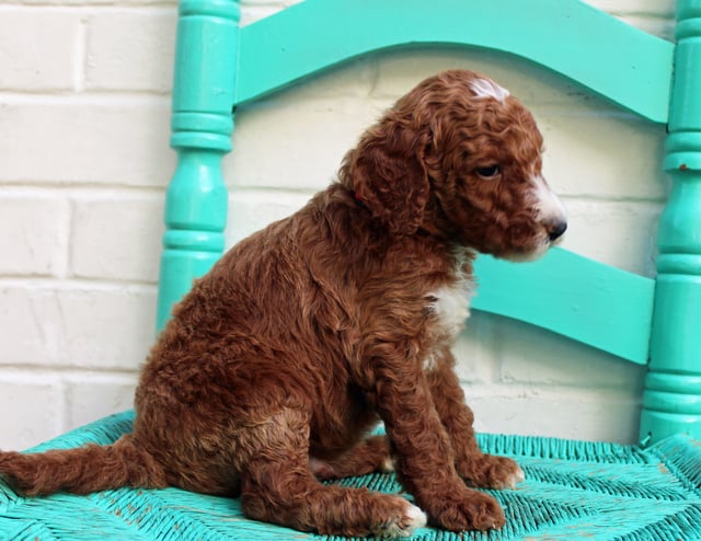 Mac is an F1BB Irish Doodle that should have  and is currently living in Kansas