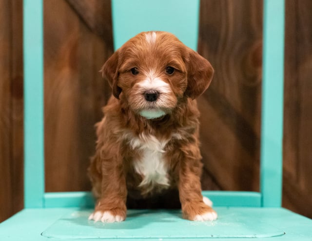 A picture of a Folly, one of our  Irish Doodles puppies that went to their home in Illinois