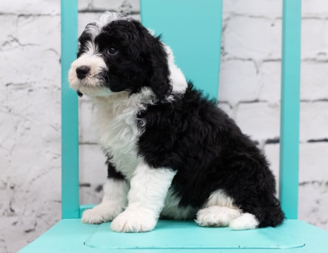 Snowy is an F1 Sheepadoodle.
