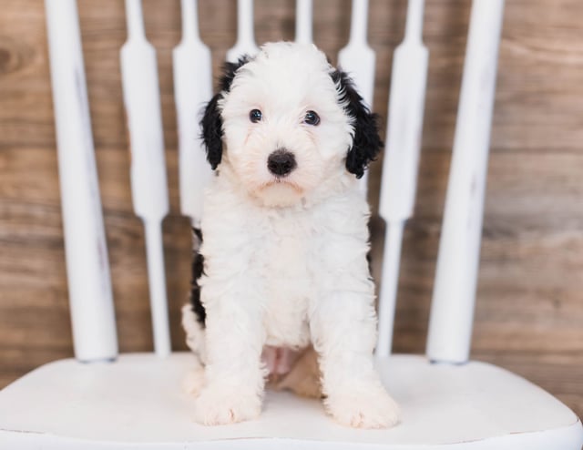 Betty is an F1 Sheepadoodle that should have  and is currently living in California