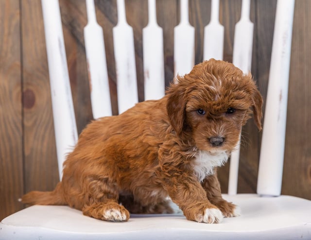 A picture of a Skyy, one of our Mini Goldendoodles puppies that went to their home in Texas