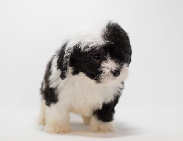 Gill is an F1 Sheepadoodle for sale in Iowa.