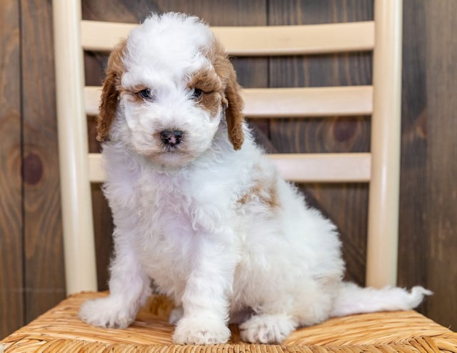 Oscar is an F1B Goldendoodle that should have  and is currently living in Wisconsin